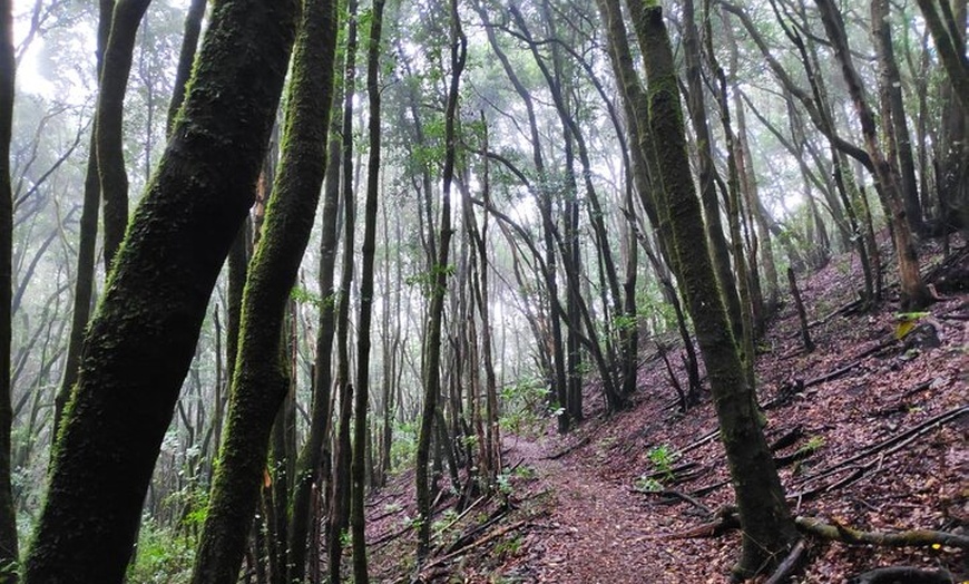 Image 14: Senderismo en el cañón de Cuevas Negras en Tenerife