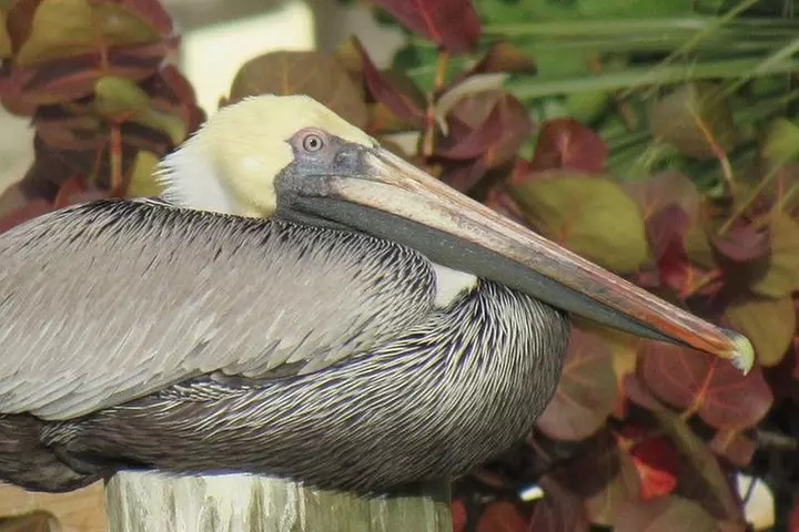 Key Largo Coral Reef Glass Bottom Boat Adventure
