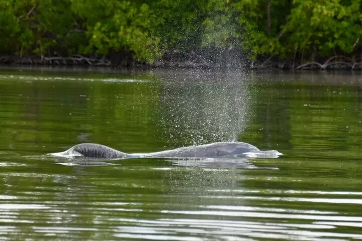 Deluxe Kayak Tour Marco Island and Naples, Florida