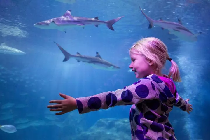SEA LIFE Michigan Aquarium Admission Ticket - Primary Image