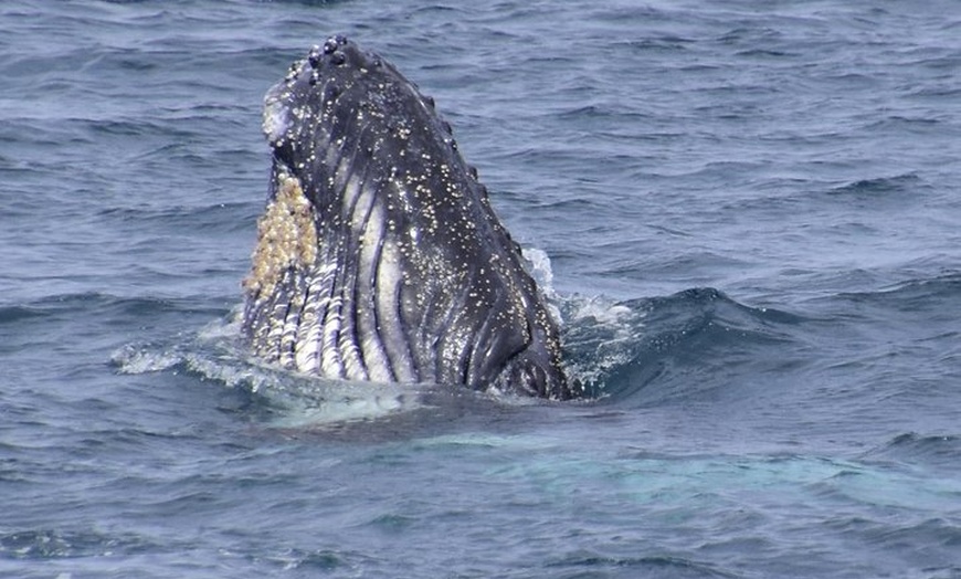 Image 5: Jervis Bay Whale Watching Tour