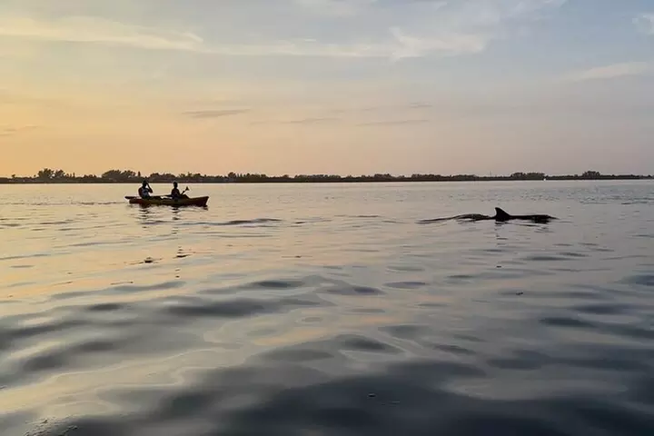Sunset Kayaking with Dolphins