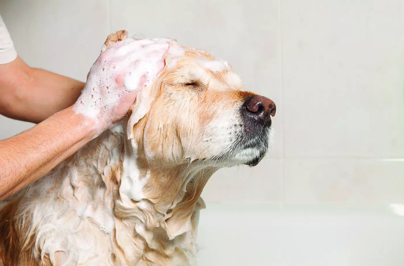 $15 For 3 Self-Serve Pet Washes (Reg. $30) - Primary Image
