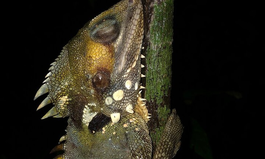 Image 14: Guided Night Walk in Cape Tribulation