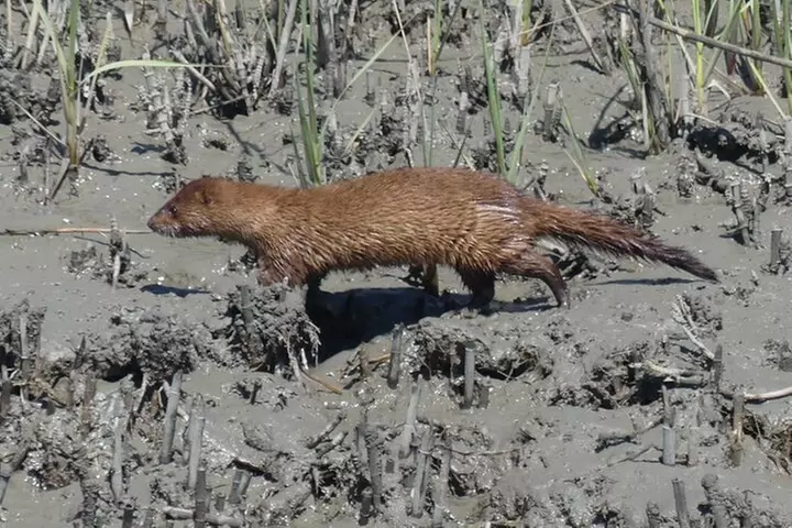 90-Minute Private Dolphin Tour in Hilton Head Island