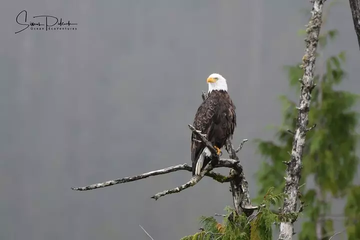 Cowichan Bay Half Day Whale & Wildlife Adventure - Second Medium