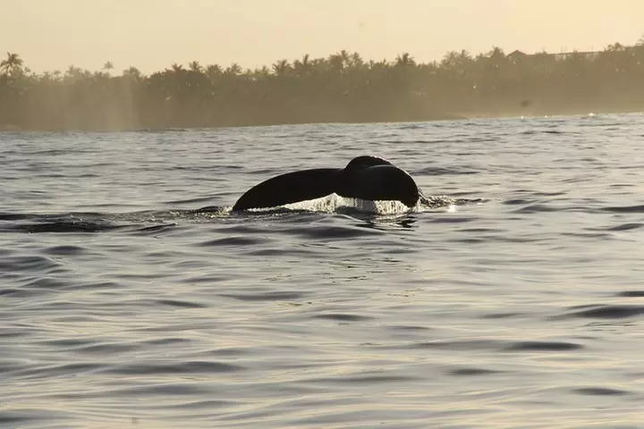 Premier Waikiki Sunset Party Cruise with Live DJ and Full Bar