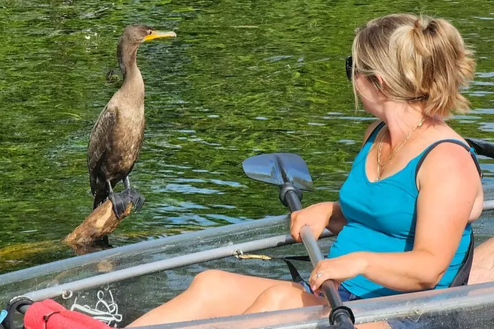 Clear Kayak or Paddleboard Manatee Adventure