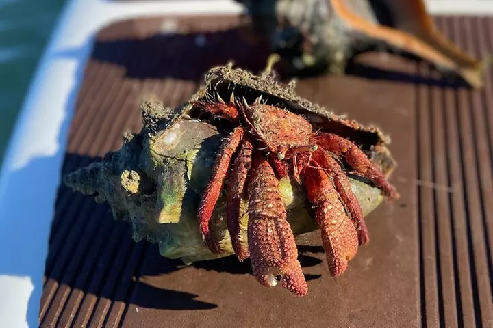 Guided Clear Kayak Eco-Tour of Jupiter