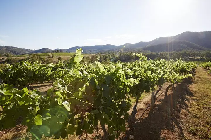 Scenic Hunter Valley Tour with Wine and Cheese Tastings