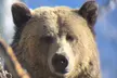 Private Yellowstone Tour: ICONIC Sites, Wildlife, Family Friendly Hikes + lunch - Second Medium
