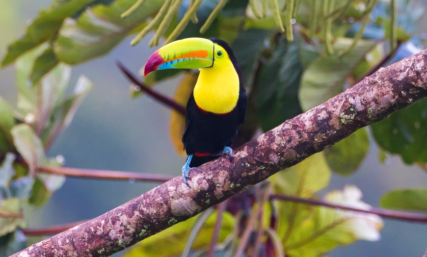 Image 9: ✈ COSTA RICA | San José - Autotour entre forêt tropicale et plage e...