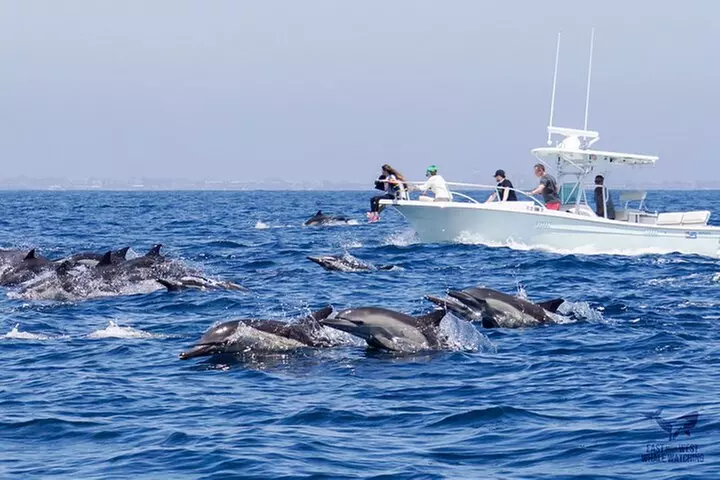 Supreme 2hr Whale/Dolphin Watching Newport Beach, 6 person max