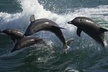 Sea Screamer Clearwater's Only Speed Boat Dolphin Watching - Second Medium