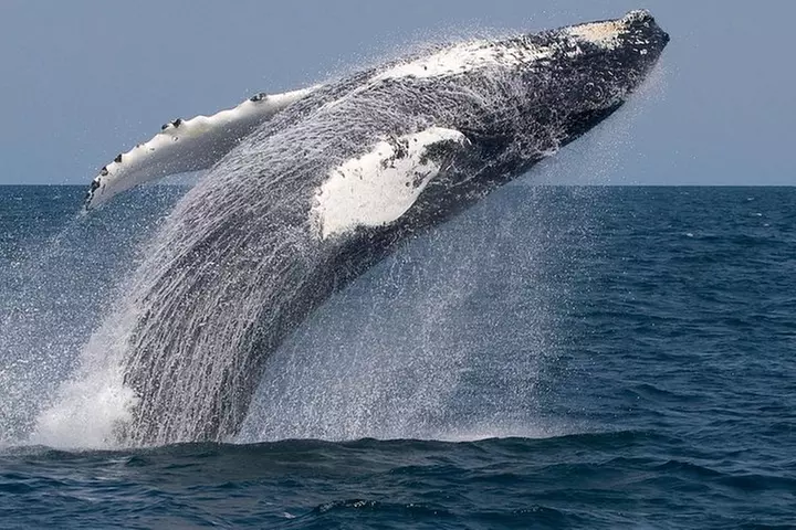 Whale Watching Trips to Stellwagen Bank Marine Sanctuary. Guaranteed sightings! - Primary Image