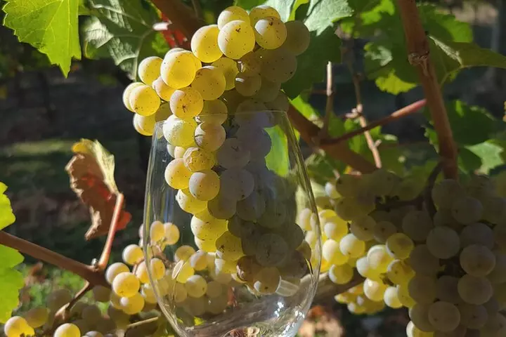 Willamette Valley Wine Tour with Lunch