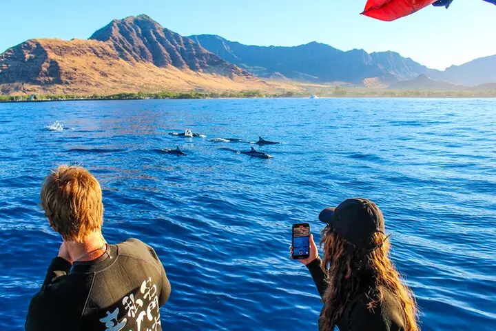 Oahu Swimming with Dolphins Speedboat Adventure