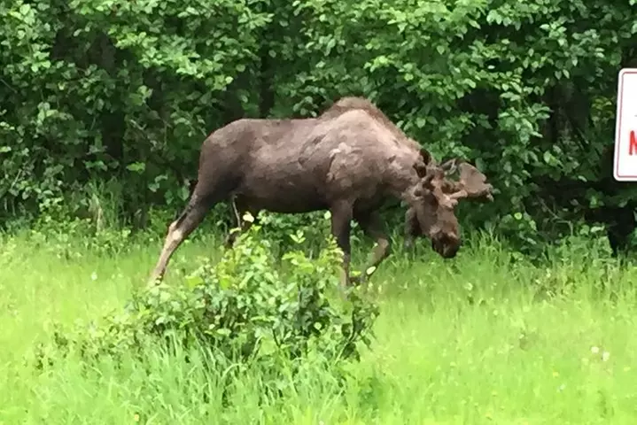 Wildlife and Glaciers with a walk in the Rainforest