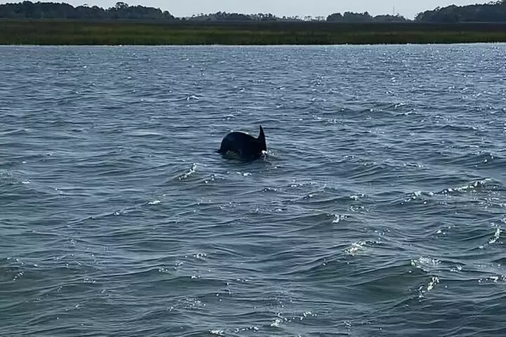 Private Charleston Dolphin and Eco Boat Tour