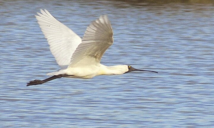 Image 4: Private Guided Birdwatching Tour in Banrock Station