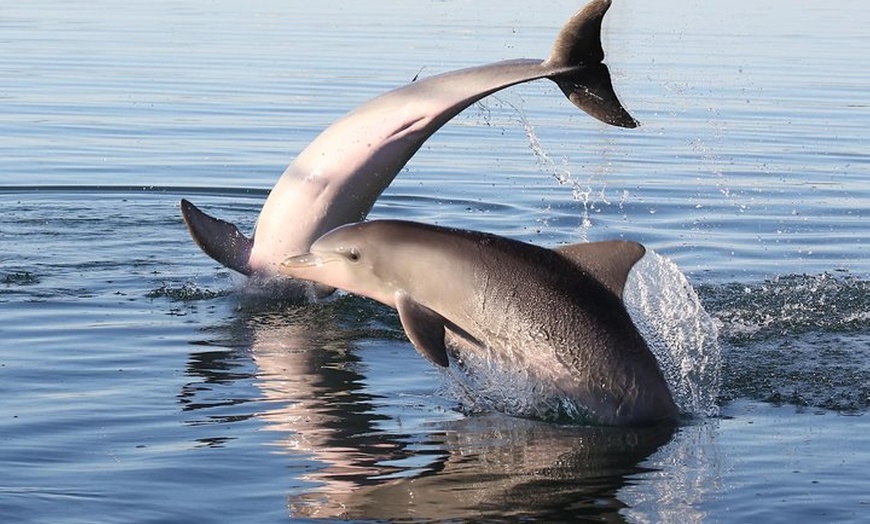 Image 8: Dolphin Sanctuary Kayak Tour Adelaide