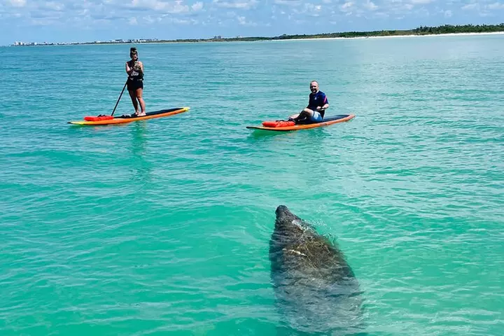 Dolphin and Manatee Adventure Tour of Fort Myers