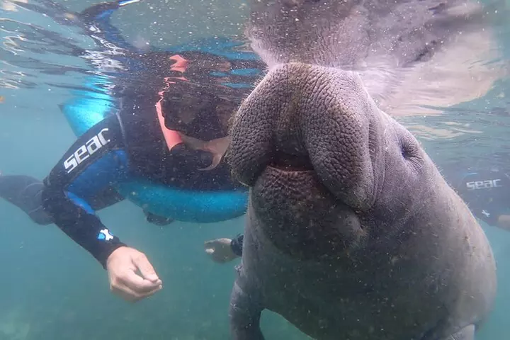 Exclusive Small Group VIP Heated Manatee Snorkel Tour