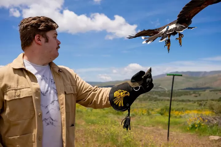 Experience Raptors and Falconry in Reno