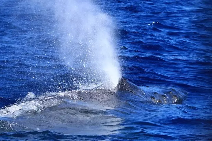 Kona's Guaranteed Whale Watch: An Unforgettable Ocean Encounter
