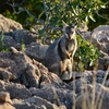 Image 7: Ningaloo In A Full day Hike and Snorkel Tour
