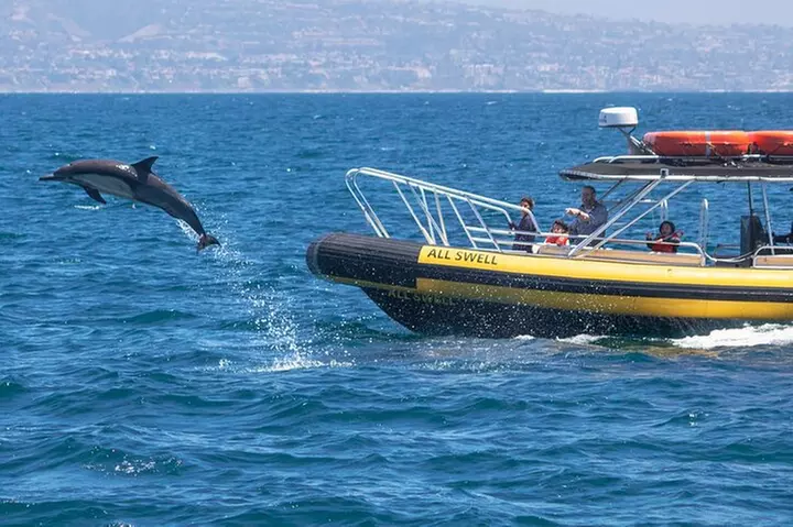 Up-Close Dolphin & Whale Watching Zodiac Adventure in Dana Point
