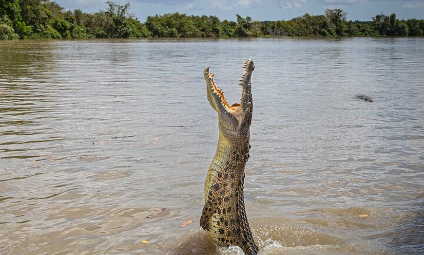 Image 11: Jumping Crocodile Experience