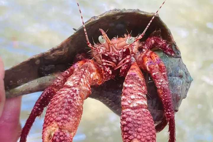 Easy Ride Pedal Kayak Tour Marco Island & Naples (Pedal or Paddle