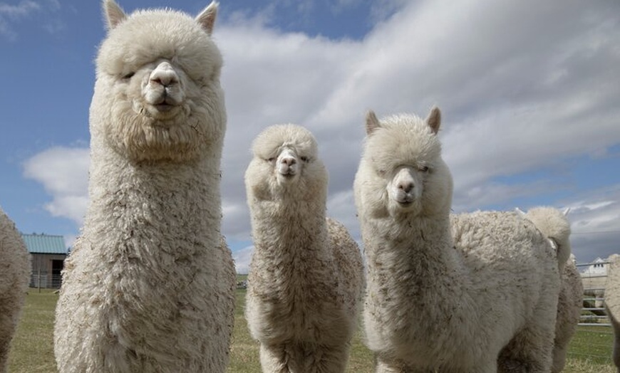 Image 4: Glasgow Wildlife Centre Higlands Cow Apacas Walking Tour