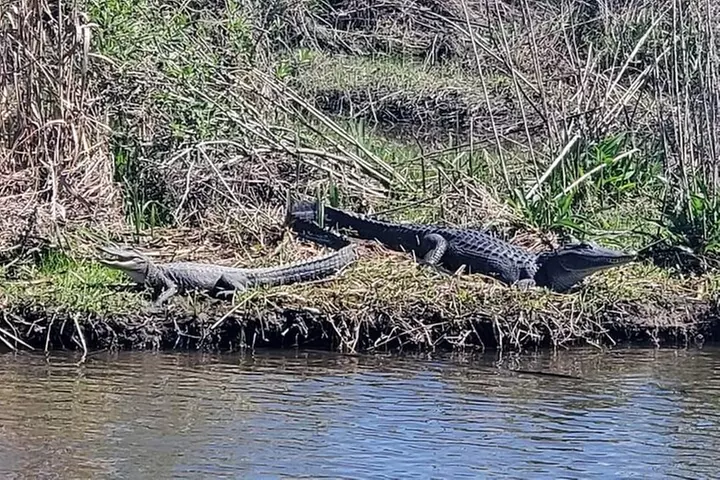 2 Hours Boat Tour in Louisiana Bayous Near New Orleans