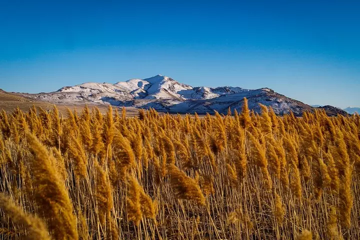 Great Salt Lake Wildlife Experience