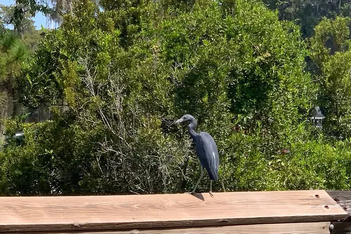 Clear Canoeing and Wildlife Sightseeing at Silver Springs
