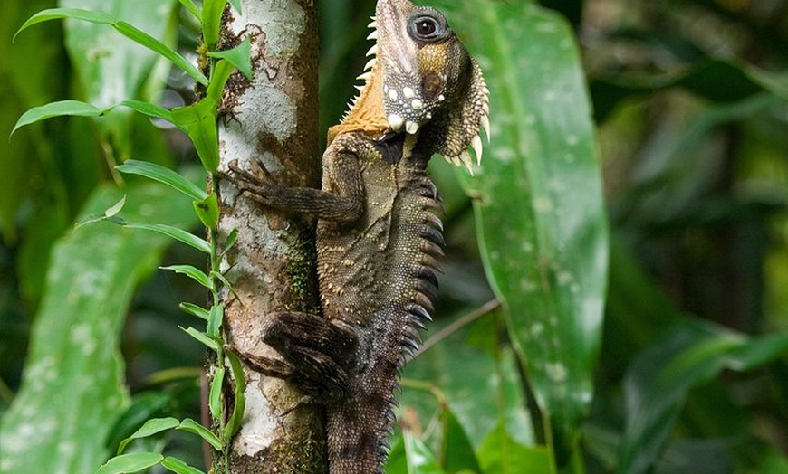 Image 8: 3-Day Best of Cairns Combo: The Daintree Rainforest, Great Barrier ...