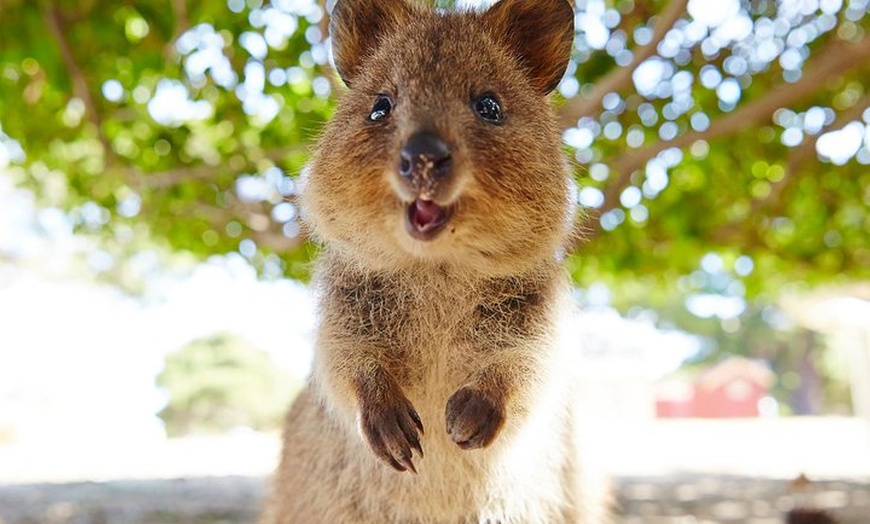 Image 1: Discover Rottnest with Ferry & Bus Tour