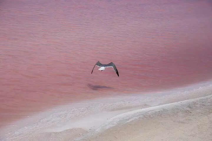 Las Coloradas & Rio Lagartos Private Tour pickup from Cancun or Riviera Maya - Second Medium