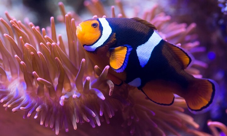 Image 6: SEA LIFE Speyer-Eintrittskarte