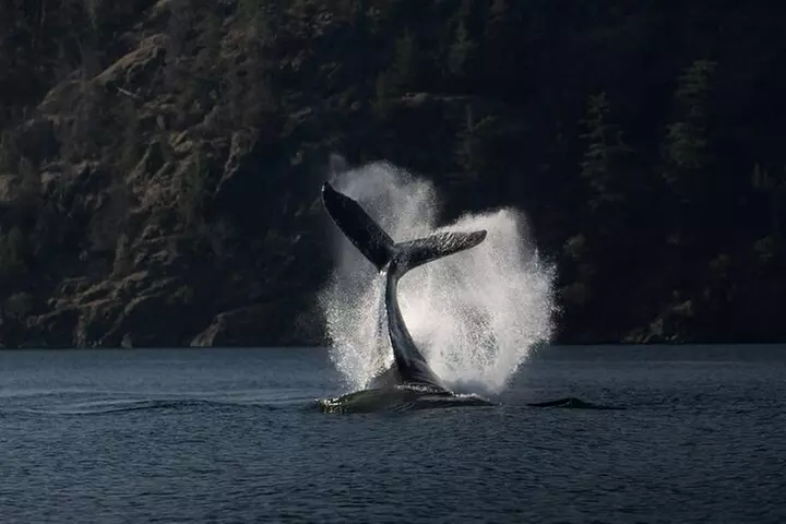 6 hour Zodiac Whale Watching Tour - Primary Image