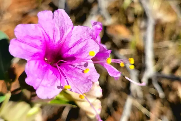 Sedona Vortex Odyssey - A Spiritual & Scientific Adventure