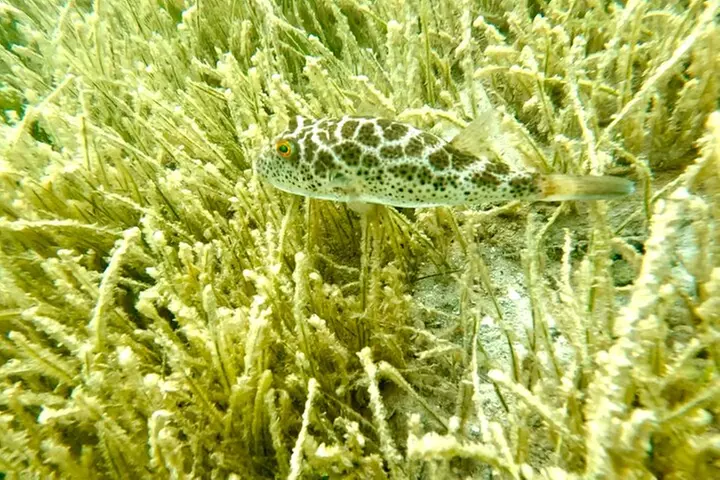 Guided Snorkel Experience, Free Videos in West Palm Beach
