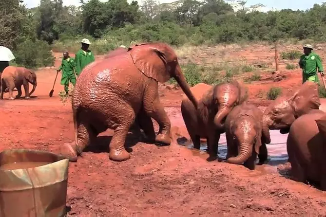 Best of Nairobi including David shed-rick,Giraffe center and bomas of kenya - Primary Image