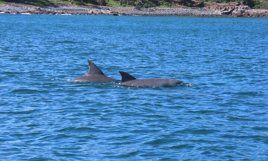 Image 13: Noosa Oceanrider Scenic Dolphin Safari