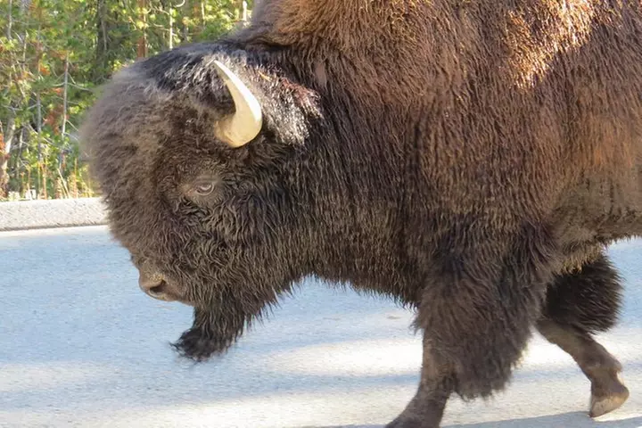 Yellowstone National Park - Full-Day Lower Loop Tour from West Yell...