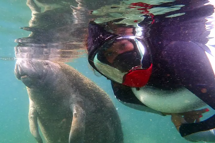 Private 'OG' Manatee Snorkel Tour with Guide for up to 10 people