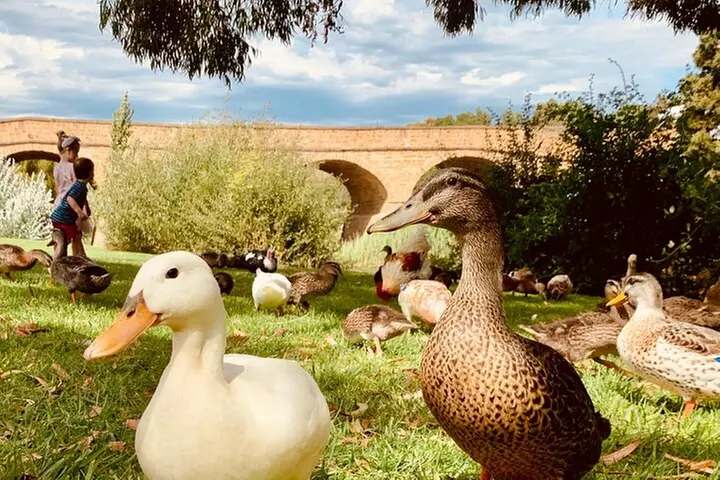 nipaluna (Hobart) Highlights Day Tour