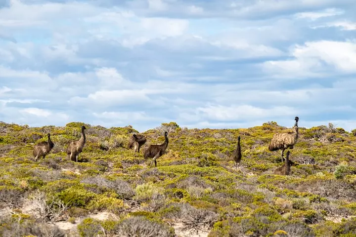 Port Lincoln Full-day Exploration Tour - Primary Image